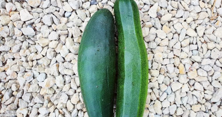 De eerste courgettes