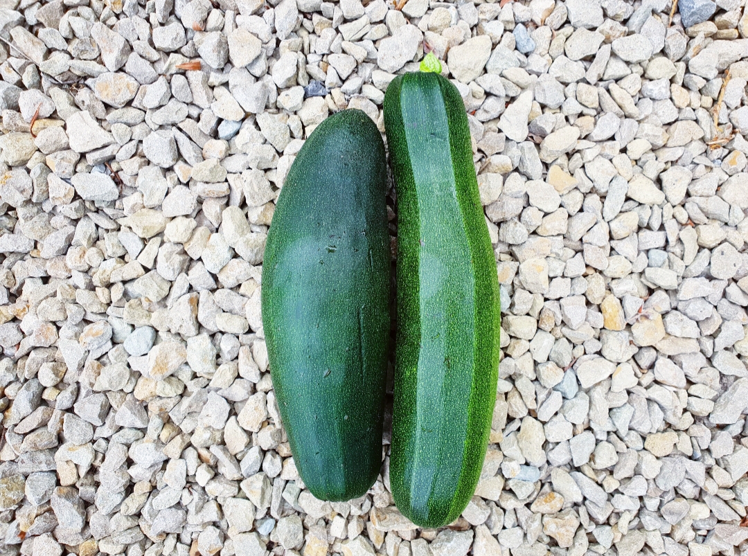 De eerste courgettes