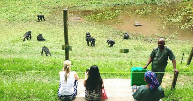 Bonobo’s @ Kinshasa, Congo