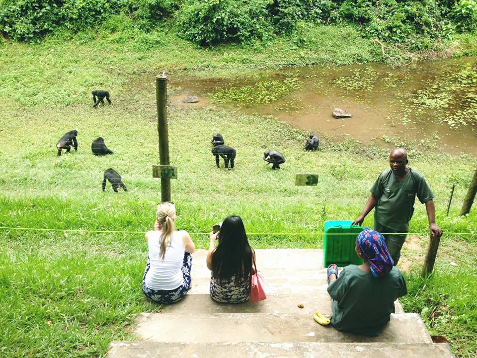 Bonobo’s @ Kinshasa, Congo