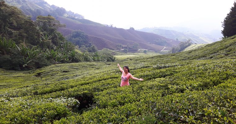 Theeplantages @ Cameron Highlands, Maleisië