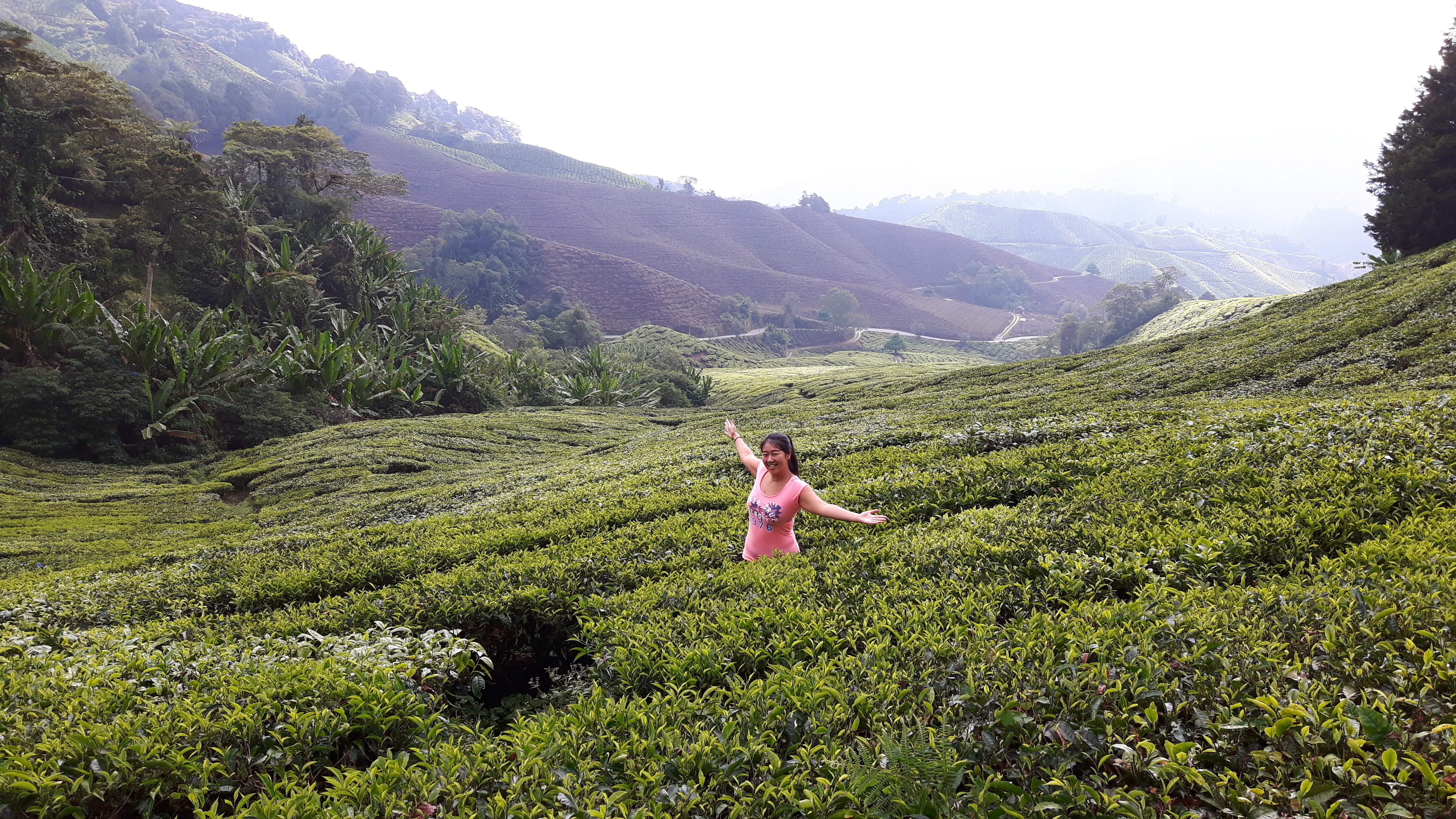 Theeplantages @ Cameron Highlands, Maleisië