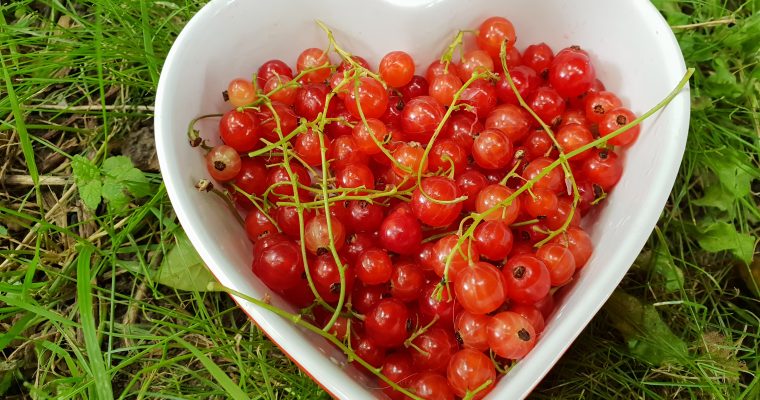 Rode besjes uit de tuin