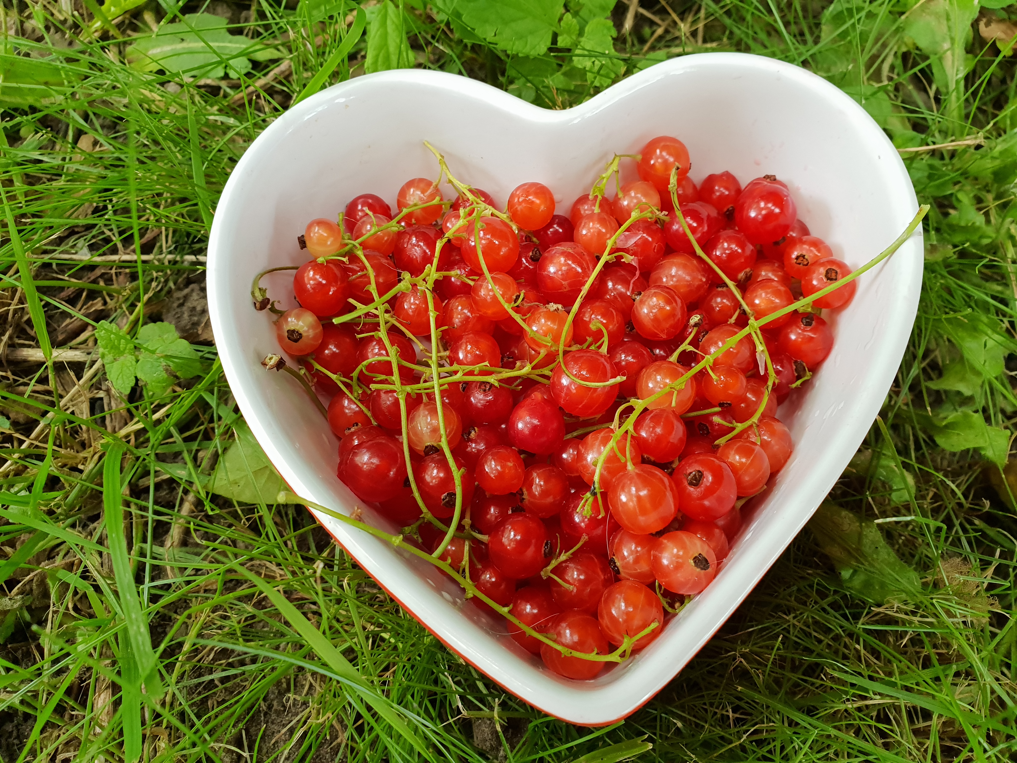 Rode besjes uit de tuin