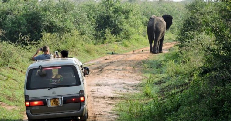 Safari @ Uganda