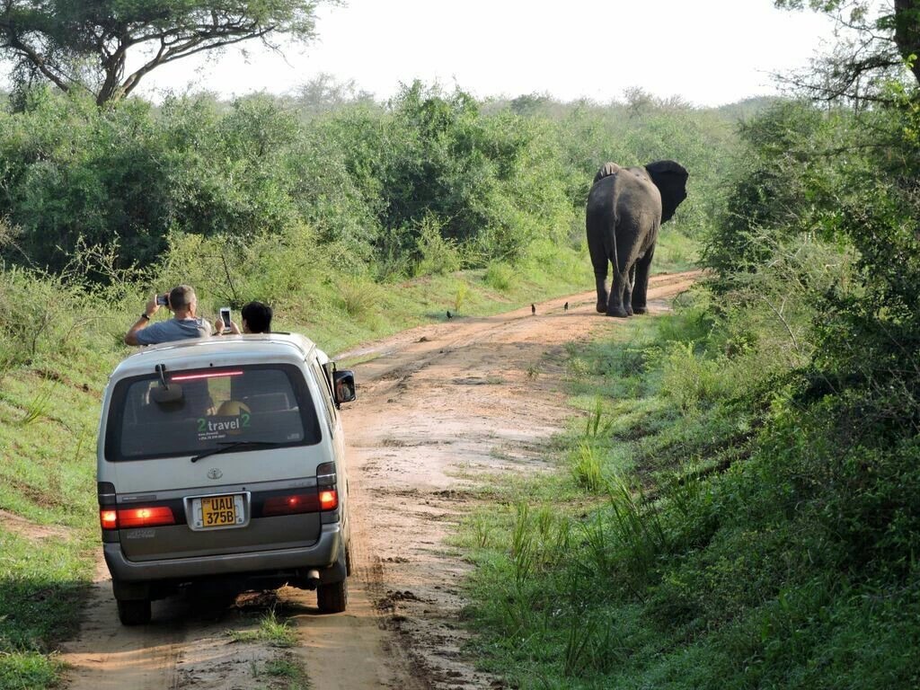 Safari @ Uganda