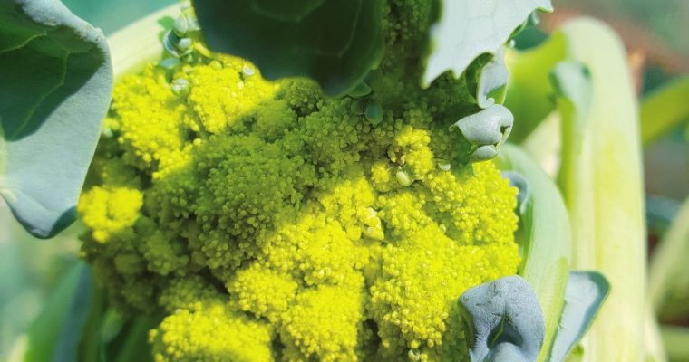 Zelfgekweekte broccoli