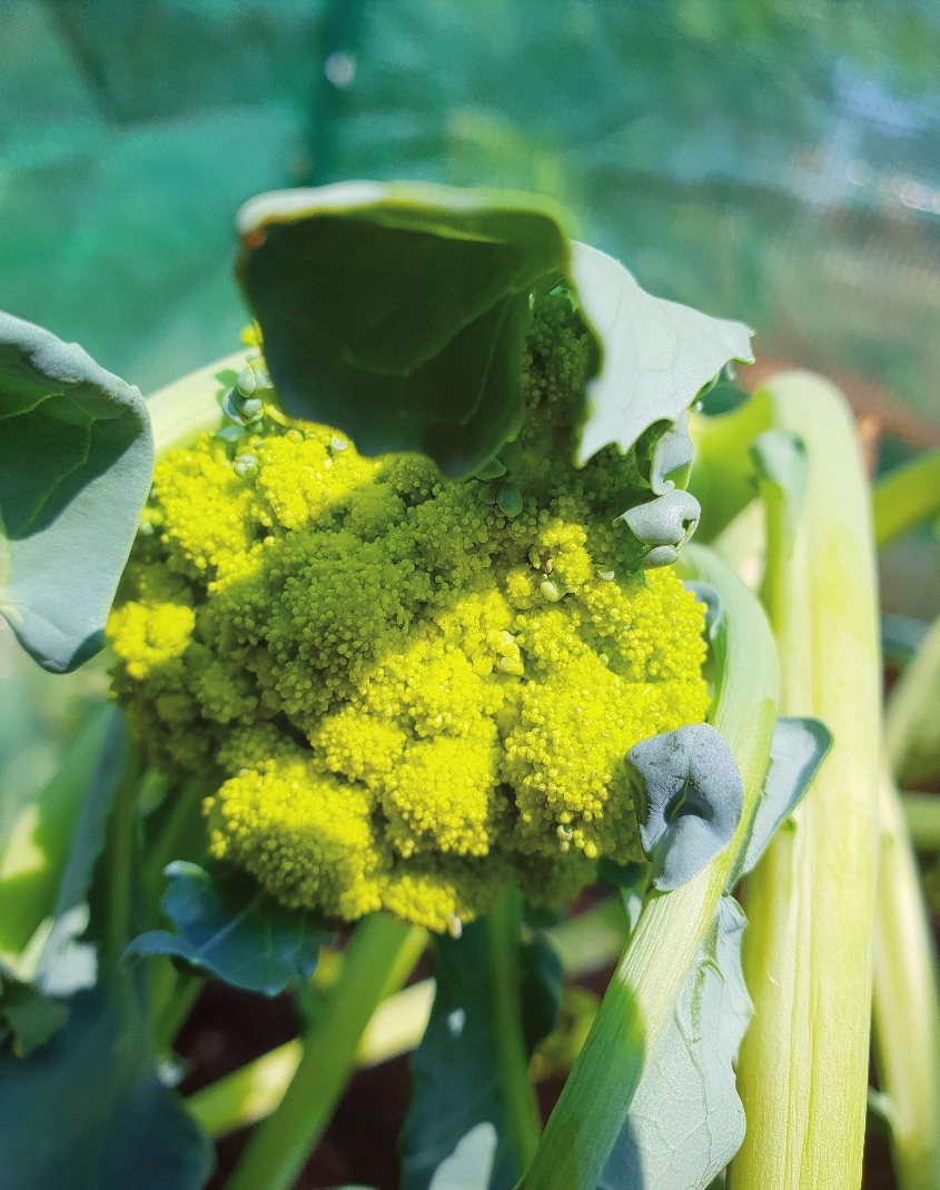 Zelfgekweekte broccoli